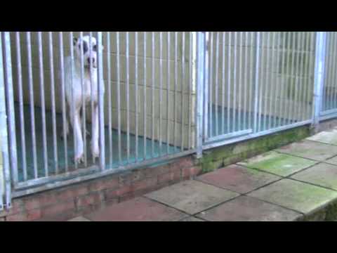 bully kutta