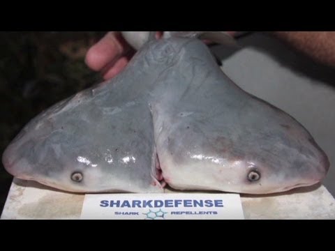 Two-headed shark discovered by fisherman				    	    	    	    	    	    	    	    	    	    	4/5							(1)						