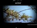 Ver Video