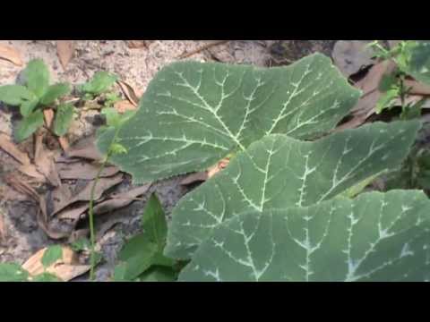 how to grow rouge vif d'etampes