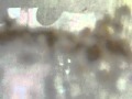 Guarda video