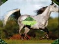 Une longue video sur les chevaux Une longue video sur les chevaux