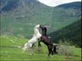 Une longue video sur les chevaux