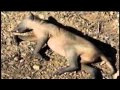 Chupacabra Found In Kentucky?