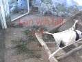 12/29/08~Debut Day, 3000 visitors to Zoo~Pt. 2, Lun & Lan~3.11min 12/29/08~Debut Day, 3000 visitors to Zoo~Pt. 2, Lun & Lan~3.11min