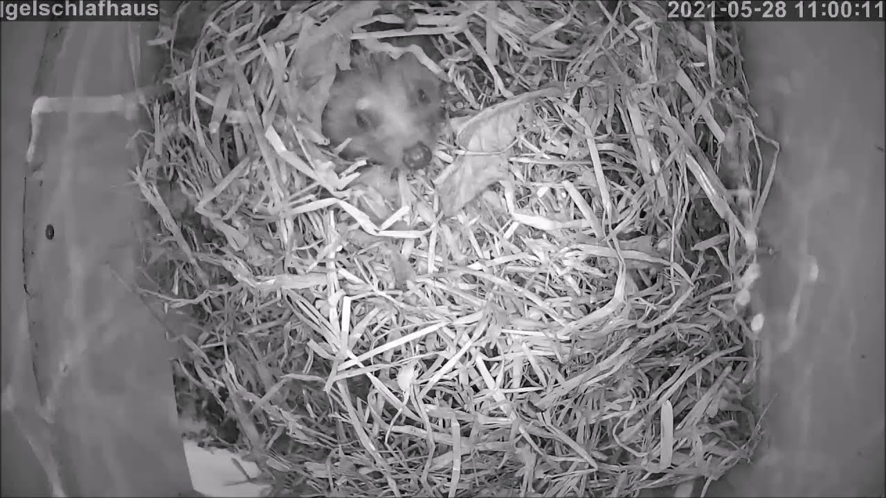 Der Igel "dekoriert" sein Schlafhaus um | 29.05.2021