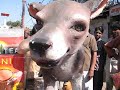 Bhopal Rally - We Will Not TakeTATA salt.