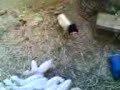 Video: Scary Sheep