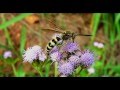 Wasp-2-5D-animation