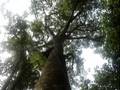 videos de NA HORA TAGUATINGA - PIRENÓPOLIS/GO