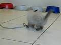 Kitten - fast 2 Monate 2