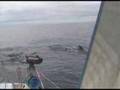 'Thym les baleines