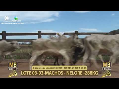 554� LEIL�O VIRTUAL MB LEIL�ES
