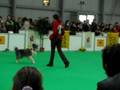 videos de Dog Dancing - MVP Praha 2008