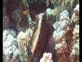 Highlights Rotes Meer