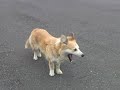 ?????????The stray dog has come near.
