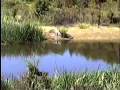 Huge Alligator