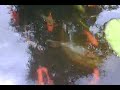 goldfish y cometas en el estanque parte 1