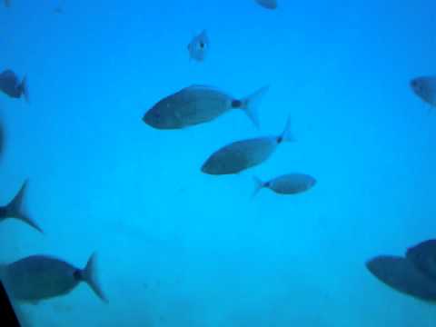 Videos de sirenas reales encontradas vivas en el mar - Imagui Videos de sirenas reales encontradas vivas en el mar - Imagui