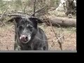 Hyalite: Doggy Style Hyalite: Doggy Style