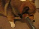 Corgi vs Vacuum cleaner