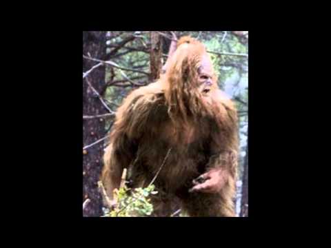 yowie