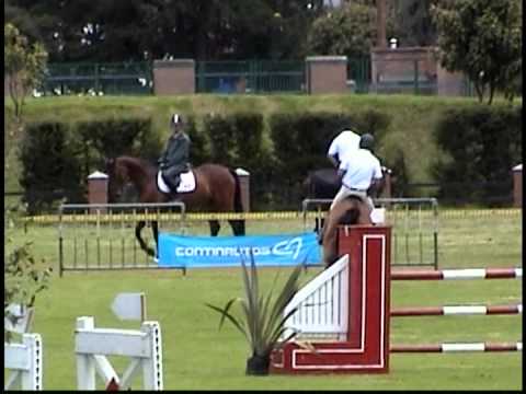 Caballos de Salto origen Europeo Haras Pedroval horse 