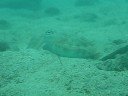 Cuttlefish resting in HK waters
