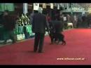 lomas de zamora kennel club 01/03