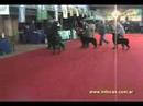 lomas de zamora kennel club 01/03