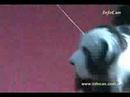 lomas de zamora kennel club 01/03