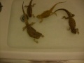 Bearded Dragons- Bernie Mack Luke Opal (Rex)