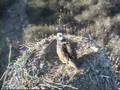 DPOF Osprey  M-08 brings Fish to F-08 and.. 6-7pm