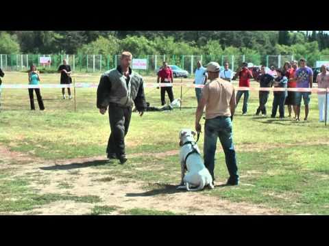 dogo argentino