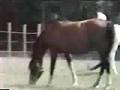 2006 Sabino Purebred Arabian Fillies