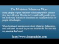 Miniature Schnauzer Puppies - Things You Should Know