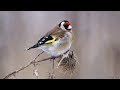 Видео - Пернатые красавчики - щеглы. Осень. European Goldfinch.