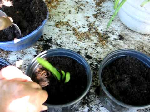 how to transplant aloe