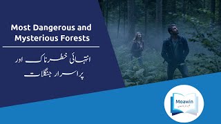 Most Dangerous & Mysterious Forests