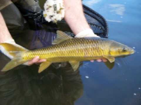 Video of Angler & Antelope Guesthouse