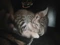 A Video of Baby Dala
