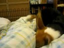 Corgi Clare vs Moving Duvet