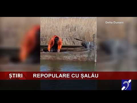 Repopulare cu șalău, în Delta Dunării