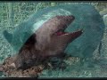 Strange Animals