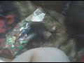 Harley Quinn the Wiener Dog Opens Christmas Gifts