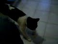 ボール猫動画