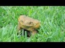 Frog Luv