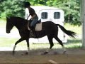 Cover Girl doing flat work - SEE HER HORSE SHOW VIDEO TOO Cover Girl doing flat work - SEE HER HORSE SHOW VIDEO TOO