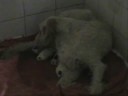 Il parto di Piccola Orma
