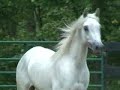 Purebred Arabian Mare, Chantel